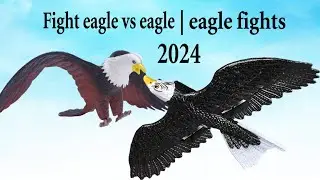 Fight eagle vs eagle | eagle bird rc plane | eagle fights