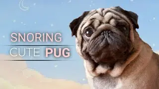 Snoring Pug