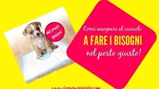 Come insegnare al cane a fare i bisogni nel posto giusto: cose da fare e da non fare!