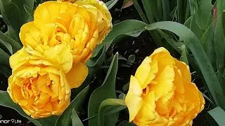 Доброго Утра! Солнечного Настроения! Для Вас тюльпаны и джаз 😍