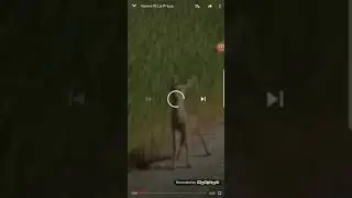 Vamos a la preca