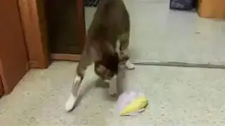 Cat reacts to durian xD