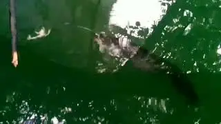 Поставушка - ловля сома на жабу.