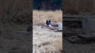 Güvercin Çiftleşmesi/Güvercin Videoları Gelecek
