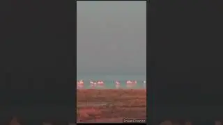 фламинго на озере Абби