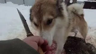 Лайки и щенки в оттепель