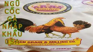 Ngũ cốc nhập khẩu chinh hãng dành cho gà đá , chiến kê mới nhất 2023