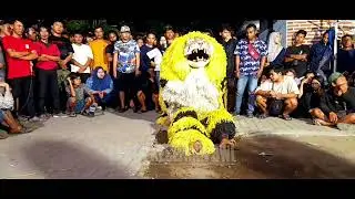 Atraksi MACAN caplok JARANAN ARGO BUDOYO live BOYOLANGU