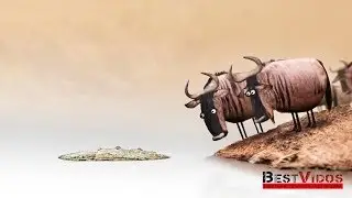 Бревно • Мультик со смыслом