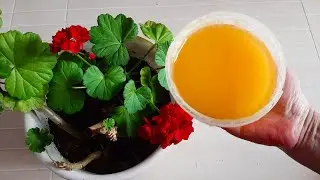 There won't be any midges in your houseplants, 100% sure. I'm sharing the recipe.