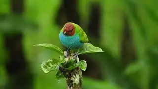Peaceful Beautiful Relaxing Footage