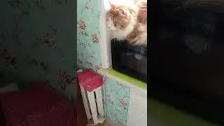 Встреча с большим котом.