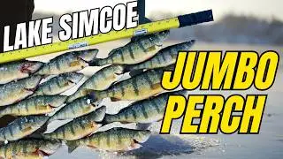 Jumbo Perch Bite on Lake Simcoe - Solo Ice Fishing 5km Out