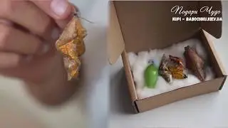 Домашняя ферма бабочек от компании "Подари Чудо"
