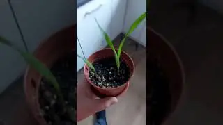 Palm.exe 