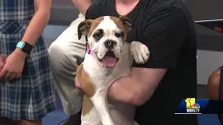 Pet Questions: My pet swallowed rat poison