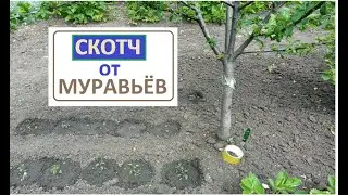 Обычный СКОТЧ ПРОТИВ МУРАВЬЁВ