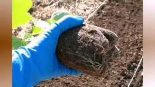 Видео о посадке огурцов в теплице