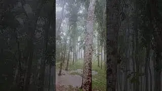 Raining sound 💭