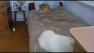 Мотя шуганула Рыжика