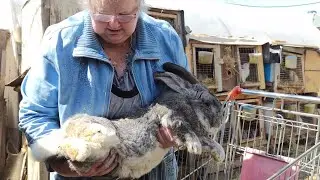 в гостях КРОЛИКОВОДА у Галины Александровны
