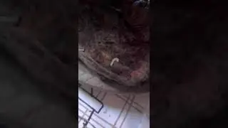 Домашний червь Зигфрид. Спаривание от 100$