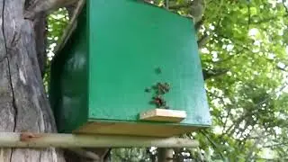 ЧТО ПИСАТЬ ТО ? Снова два роя.