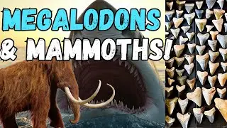 Megalodons & Mammoths: Saving Lifetime Collections