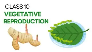 Vegetative Propagation Explained: Types, Advantages & Examples