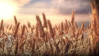 Wheat field animation