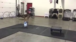 7.5 month old puppy working off leash!!