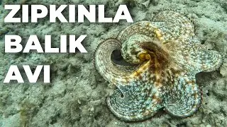 KEYİFLİ VE BOL BALIKLI BİR DALIŞ GÜNÜ - Zıpkınla Balık Avı Vlog - 25