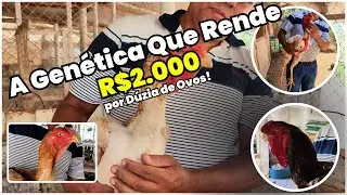 Descubra como CRIADORES ELITE fazem aves GIGANTES comandar o MERCADO DA AVICULTURA