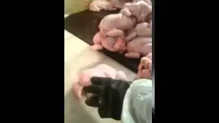 Жесть всем смотреть. Как готовят броллерные куры