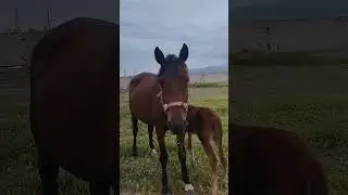 Жуас екі туған дәу бие 87074658788