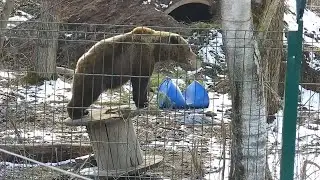Качели для медведя🐻🤗 /Bear Mansur
