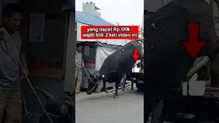 Dikejar Sapi Qurban❗️Jual Sapi Qurban GRATIS Hanya Disini ❗️Apa ❗️