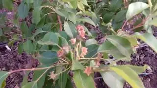 Обработка груши РЕГАЛИСОМ