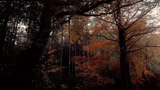4K HDR Calming Forest & Oceans: 185 Million Years in The Making!