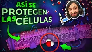Estructura de la Membrana Celular - Transporte Activo y Pasivo | El profesor Dave lo Explica