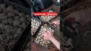хранение чеснока. сад и огород. Дачный Быт.