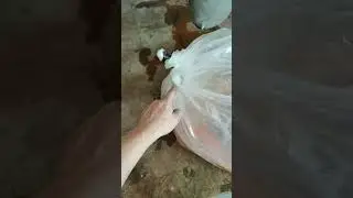 Как просто организовать перевозку рыбы