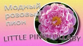 Модный розовый пион LITTLE PINK LULLABY / Сад Ворошиловой