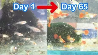 Guppy tank from day 1 to day 65 (33 Balloon koi guppies ) 😍
