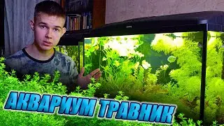Самый простой аквариум травник без со2 и удо