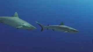 No Copyright Stock Footage - Sharks