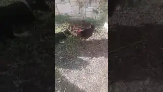 Молли играет с курочкой! 🐦🐦🐦🐦🐦🐕🐕🐕🐕😂