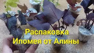 Распаковка с канала 
