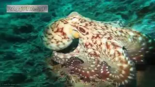 Удивительное, уникальное  создание ОСЬМИНОГ