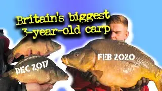 Future record carp? UK's biggest 3-year-old fish